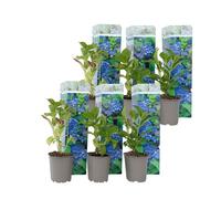 Hortensia - Set de 6 - Hydrangea macrophylla 'Early Blue' - H25-40cm - d9cm