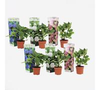 Hortensia - Set de 6 - Hydrangea macrophylla - Hauteur 25-40cm - ⌀10,5cm