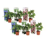 Hortensia - Set de 6 - Hydrangea macrophylla - Hauteur 25-40cm - d10,5cm