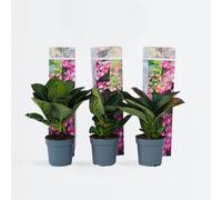 Hortensia - Set de 6 - Hydrangea macrophylla teller 'Red Bull' - H25-40cm - ⌀9cm