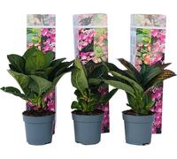 Hortensia - Set de 6 - Hydrangea macrophylla teller 'Red Bull' - H25-40cm - ⌀9cm