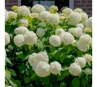 Hortensia Snowball 2L - Une variété élégante aux inflorescences sphériques