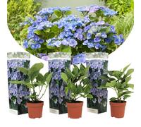 Hortensia teller blue - 3