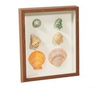 Hosrivae Shell Conch 3D Shadow Box Présentoir pour photos, cadre mural décoratif et rangement d'échantillons - Panneau à base de bois, 21 x 28 x 3 cm, blanc/noir/pour Wa(WALNUT)
