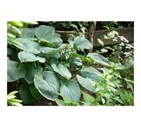 Hosta 7eboldiana « Big Daddy » - Fusée de jardin « Big Daddy » dans un pot de 13 cm, qualité jardinier de fleurs Eber - 13 cm