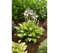 Hosta 'Colored Hulk' - Funkia bicolore en pot de 1L | Plante vivace pour l'ombre et la mi-ombre | Attire le regard dans le jardin