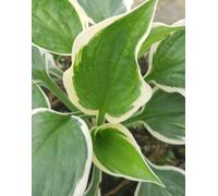 Hosta fortunei 'Patriot' / Lis plantain/conteneur de 2 à 2.9 litres/Vivace d'ombre