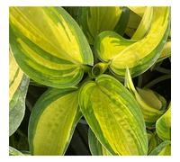 Hosta sieboldiana « Great Expactations » - Fontaine de jardin « Great Expactations » dans un pot de 13 cm