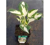 Hosta x 'Fire and Ice' / Lis plantain/conteneur de 1 à 1.9 litres/Vivace d'ombre