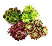 Housel nsemble de 4 différents types de Sempervivum