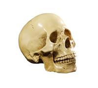 HouseVibe Modèle 1:1 Crâne Humain Anatomique en Résine Jaune - Décoration Enseignement - 19x16.5x11.5cm