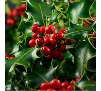 Houx de Meserve Blue Prince - Ilex Meserveae Blue Prince 40cm en Pot - Plante - Floraison Mai à Juin - Couleur de la Fleur - Hauteur 2-3 m