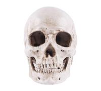 HoveeLuty Décorations du crâne d'halloween Halloween Skull réaliste Skull Anatomique Squelette Replique de la tête de crâne Humain Modèle d'os de tête