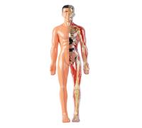 HoveeLuty Modèle de Corps Humain pour Enfants Modèle d'anatomie 3D visualisé détachable Jouets scientifiques d'illumination Cultivez l'exploration Curiosité Compétences Pratiques, de Squelette humai