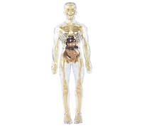 HoveeLuty Modèle de Structure du Corps Humain Transparent Amovible Modèle de Corps Humain 3D Transparent pour Enfants Jouets éducatifs pour garçons et Filles pour Enfants Outils d'étude d'anat