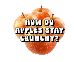 How Do Apples Stay Crunchy?