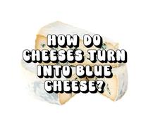 How Do Cheeses Turn into Blue Cheese?