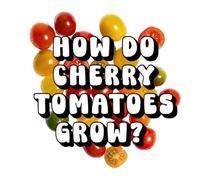 How Do Cherry Tomatoes Grow?