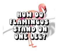 How Do Flamingos Stand on One Leg?