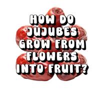 How Do Jujubes Grow from Flowers into Fruit?