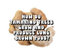 How Do Tamarind Trees Grow and Produce Long Brown Pods?
