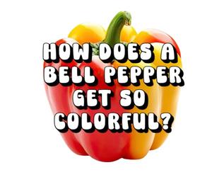 How Does a Bell Pepper Get So Colorful?