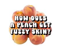 How Does a Peach Get Fuzzy Skin?