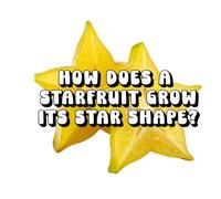 How Does a Starfruit Grow Its Star Shape?
