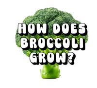 How Does Broccoli Grow?