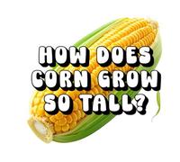How Does Corn Grow So Tall?