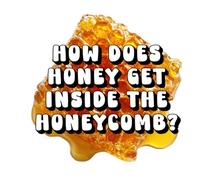 How Does Honey Get Inside the Honeycomb?