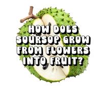 How Does Soursop Grow from Flowers into Fruit?