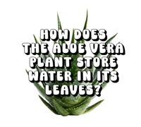 How Does the Aloe Vera Plant Store Water in Its Leaves?