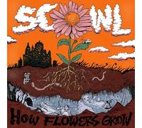 How Flowers Grow Orange et Transparent