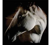 How to Kill a Horse