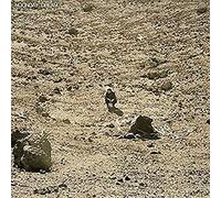 Ben Howard – Noonday Dream – Vinyle – Import