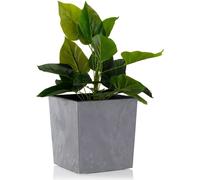 HowHomely Pot de fleurs Flore hauteur 25 cm, bac à plantes avec pieds, gris Cache-pot pour jardin balcon