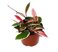 Hoya carnosa Flamingo Dream Pot de 12 cm