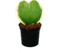 Hoya kerii - Hoya kerii - feuille de coeur bicolore, plante de coeur ou petite chérie - pot de 6cm - Succulent