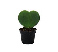 Hoya kerii - plante de coeur, plante de coeur ou petite chérie - en pot de 6cm