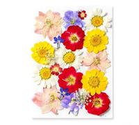 HpLive Kit de fleurs séchées pressées DIY pour l'artisanat - Spécialités végétales naturelles pour la fabrication de cartes, le scrapbooking, la décoration de la maison (20 A)