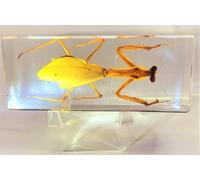 HQRP 110 mm - Véritable mante-religieuse en résine lucite transparente - Artisanat - Spécimen - Véritable insecte préservé - Collection de taparateurs - Biologie, science, éducation