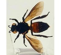 HQRP Grande abeille véritable de 44 mm en résine de lucite transparente - Préparation d'insectes préservée - Collection d'artisanat pour la biologie, l'enseignement des sciences et la décoration de