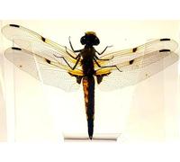 HQRP Libellule véritable de 74 mm en résine lucite transparente - Artisanat - Préservé - Insectes - Collection de taparateurs - Biologie, science, éducation et décoration de bureau