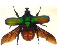 HQRP Véritable coccinelle de licorne verte de 73 mm avec ailes ouvertes en résine de lucite transparente - Préparation d'insectes préservée - Collection pour les cours de biologie et de sciences