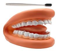 Hrippy Marionnettes Modèle De Bouche, 1 Ensemble, Dents, Langue, Marionnette À Main avec Brosse À Dents, Modèle Dentaire, Ressource d'apprentissage Éducatif pour Les Enfants