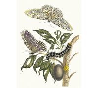 HRJUBWREE Célèbre Image sur Toile Graffiti Art Murale Cambogia Tree par Maria Sibylla Merian Vintage Impressions sur Toile Pour la Décoration Murale 60x90cm