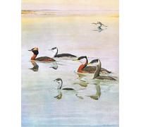 HRJUBWREE Célèbre Image sur Toile Graffiti Art Murale Illustration de l'histoire naturelle des oiseaux de l'Est par Louis Agassiz Fuertes Pour la Décoration Murale 60x90cm