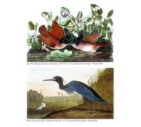 HRJUBWREE Célèbre Image sur Toile Graffiti Art Murale Key West Pigeon Andcrane par John Audubon Vintage Impressions sur Toile Pour la Décoration Murale 60x90cm