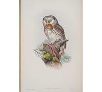 HRJUBWREE Célèbre Peinture D'Art Murale Toile Murale Tableau Animal Oiseau Nyctale Tengmalmi Assiette des oiseaux de Bretagne par John Gould Affiche Artistique Pour un Usage Bureautique 60x90cm
